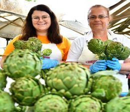 Urla Enginar Festivali için geri sayım başladı