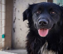 Yılın ilk 6 ayında İzmir’deki barınaklardan 500 köpek sahiplendirildi