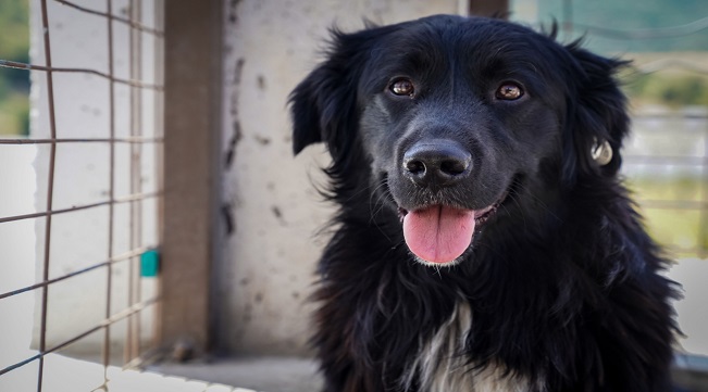 Yılın ilk 6 ayında İzmir’deki barınaklardan 500 köpek sahiplendirildi