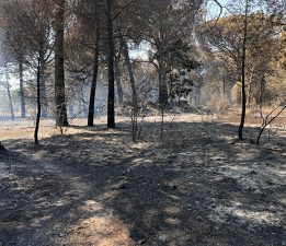 Bergama’daki orman yangını kontrol altına alındı