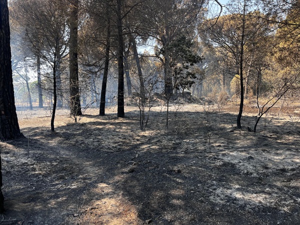 Bergama’daki orman yangını kontrol altına alındı