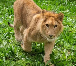 İsmi anketle belirlenmişti… Aslan ‘Pars’ öldürüldü!