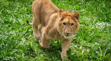 İsmi anketle belirlenmişti… Aslan ‘Pars’ öldürüldü!