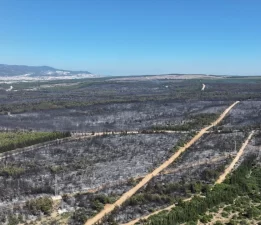 İzmir’in acı raporu: 26 bin 260 hektar kül oldu