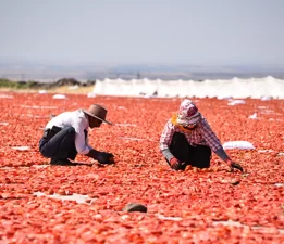 Kuraklık domates üretimini vurdu: Verim yüzde 20 azaldı