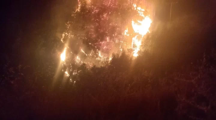 Nazilli’deki orman yangını kontrol altında
