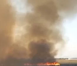 Bataklık alev alev!
