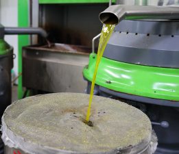 Buca’da zeytin hasadı zamanı