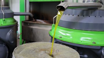 Buca’da zeytin hasadı zamanı