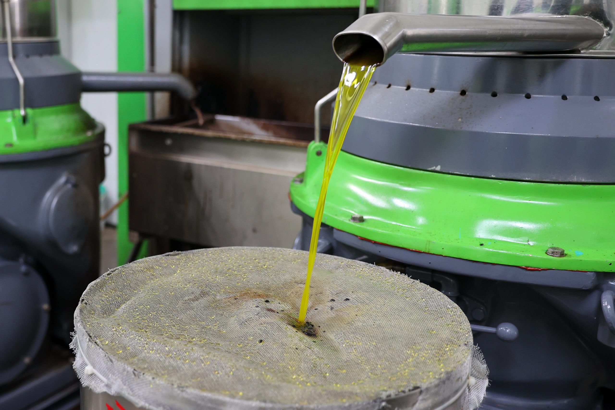 Buca’da zeytin hasadı zamanı