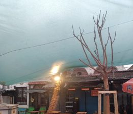 Kemeraltı’nın Hafızası “Dut”a Emanet Edilemez: Tarihi Çınarın Yerine Çınar İstiyoruz!