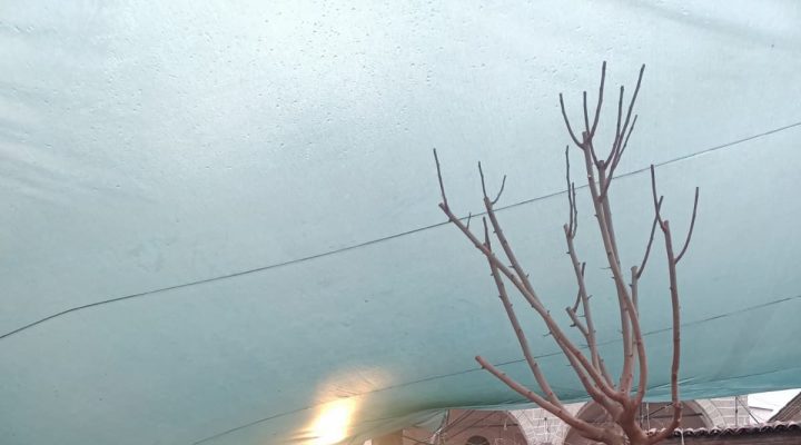 Kemeraltı’nın Hafızası “Dut”a Emanet Edilemez: Tarihi Çınarın Yerine Çınar İstiyoruz!