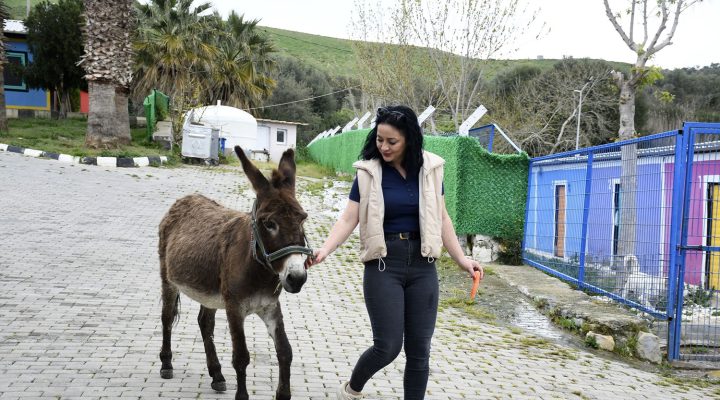 KUŞADASI EVCİL HAYVAN BAKIM VE REHABİLİTASYON MERKEZİNİN MASKOTU ‘FISTIK’